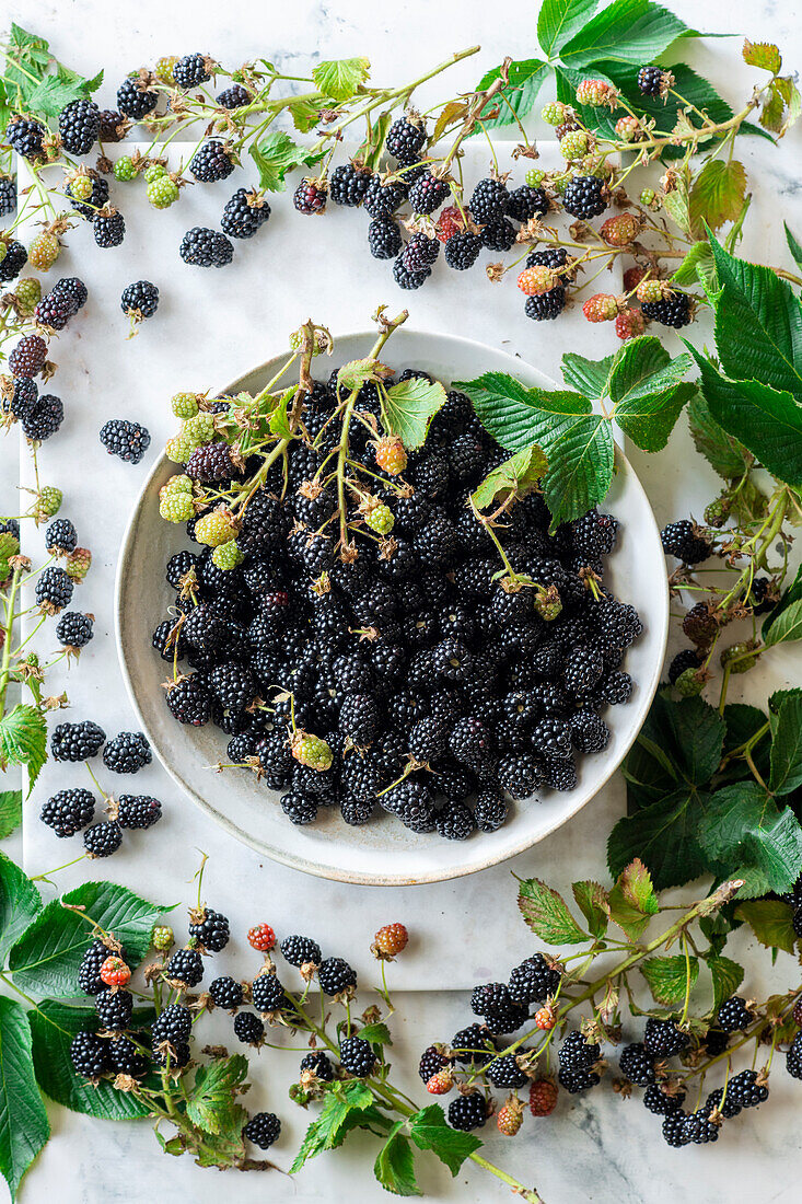 Fresh blackberries and blackberry twigs