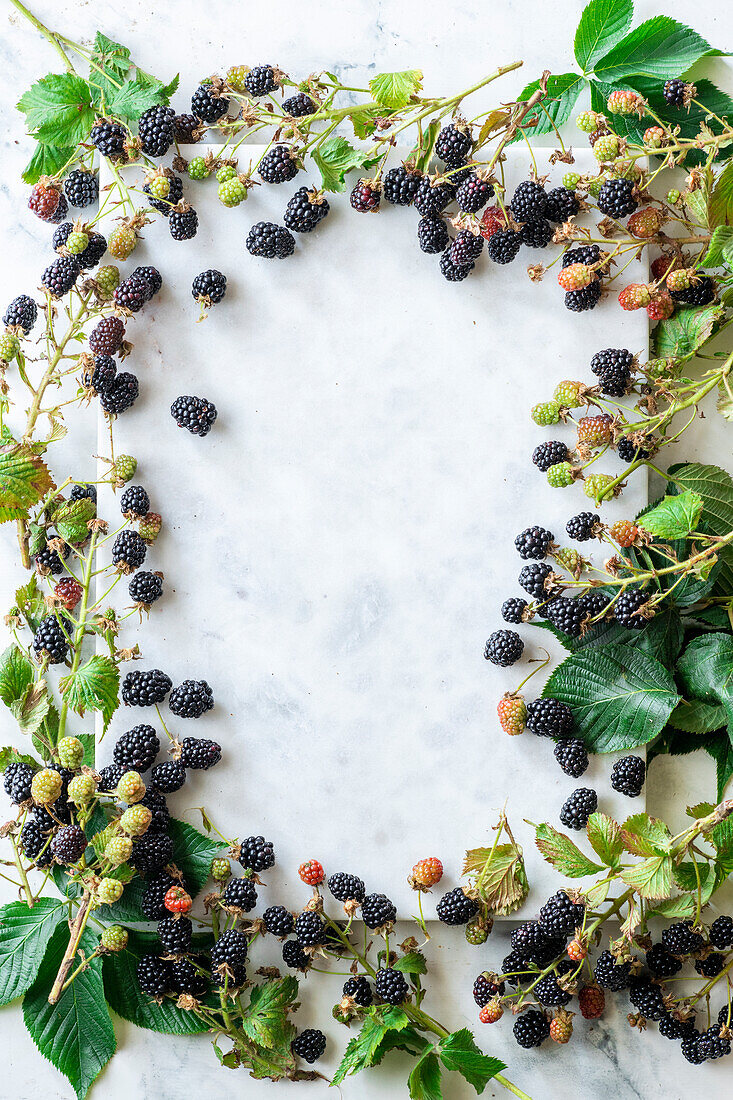 Blackberries and blackberry branches as a frame