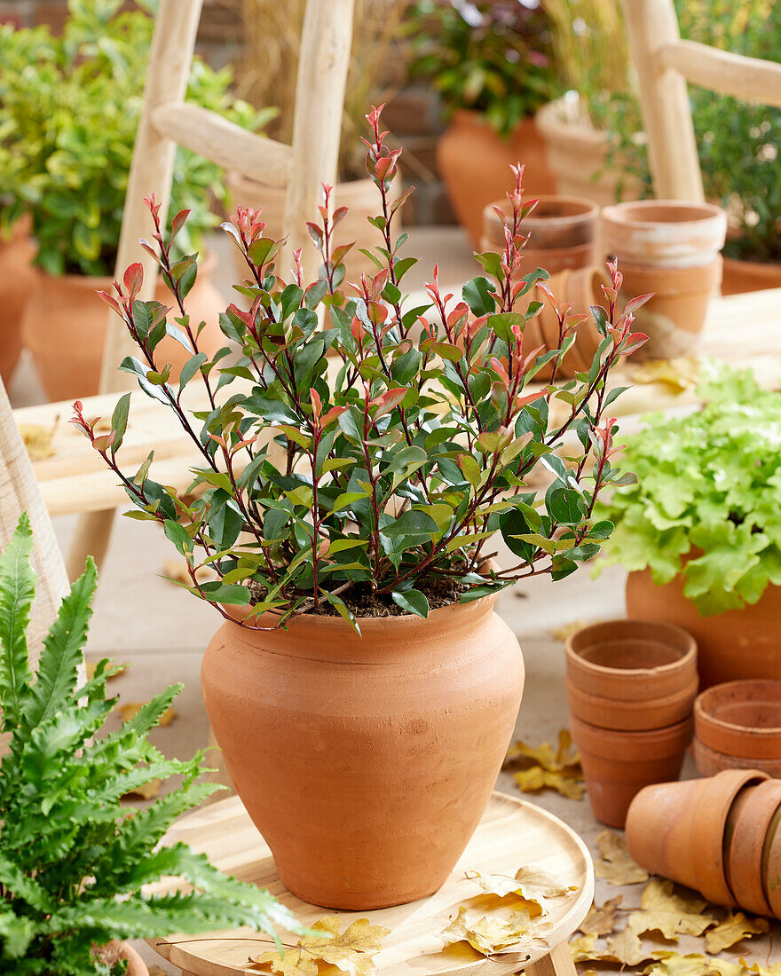 Photinia x fraseri Little Red Robin