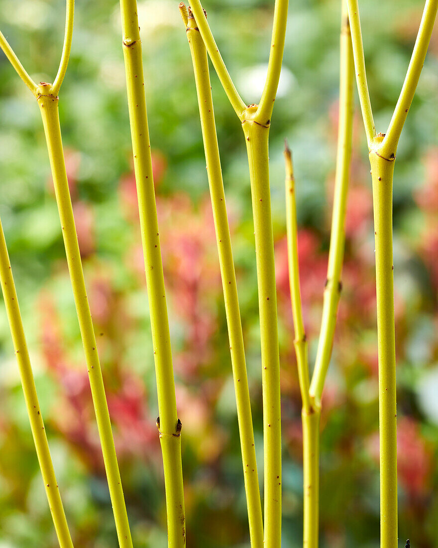 Cornus sericea Flaviramea