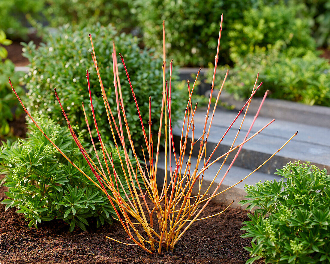 Cornus sanguinea Winter Beauty