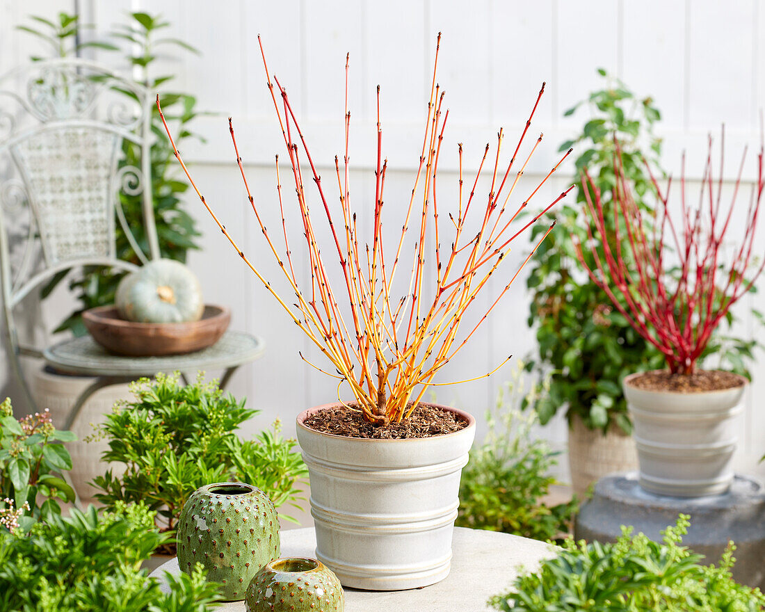 Cornus sanguinea Winter Beauty