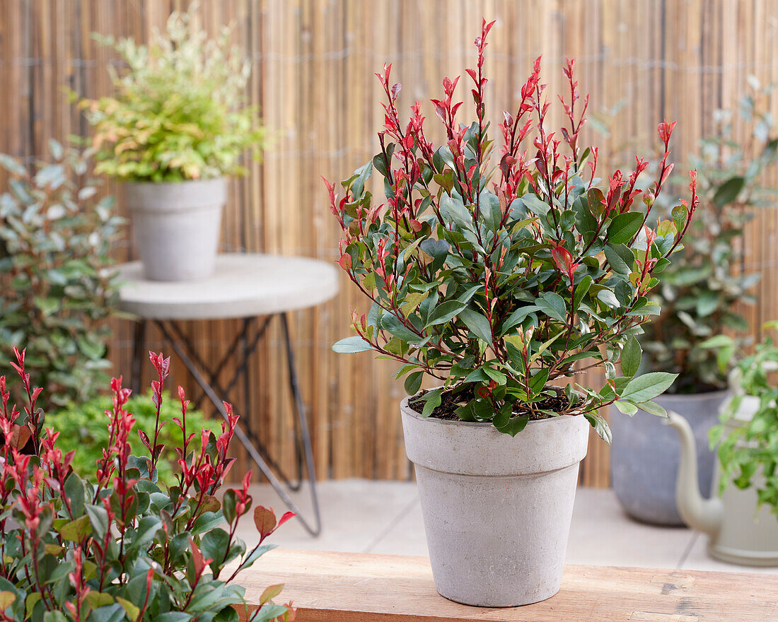 Photinia x fraseri Little Red Robin