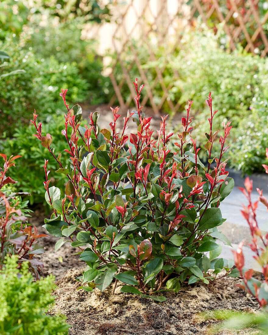 Photinia x fraseri Little Red Robin