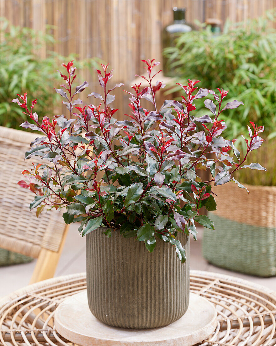 Photinia x fraseri Corallina