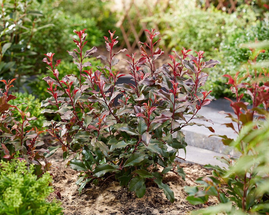 Glanzmispel (Photinia x fraseri) 'Corallina'