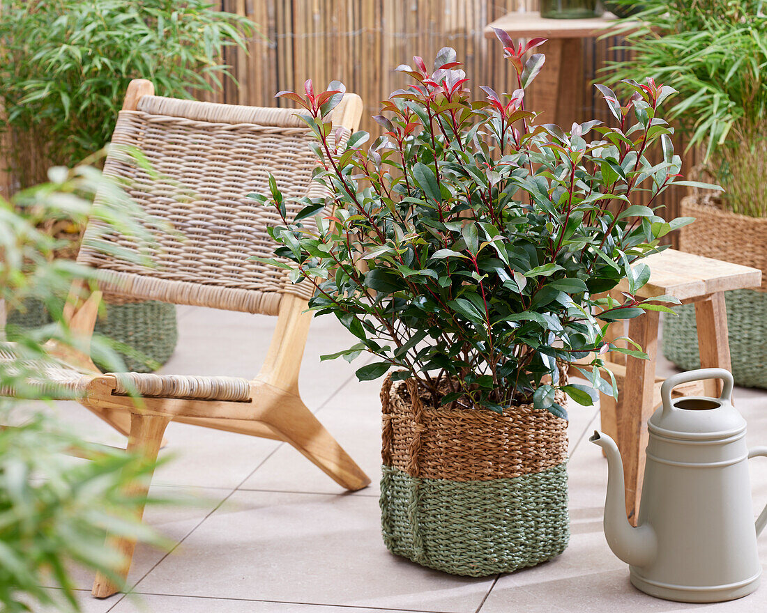 Photinia x fraseri Carré Rouge, Carre Rouge