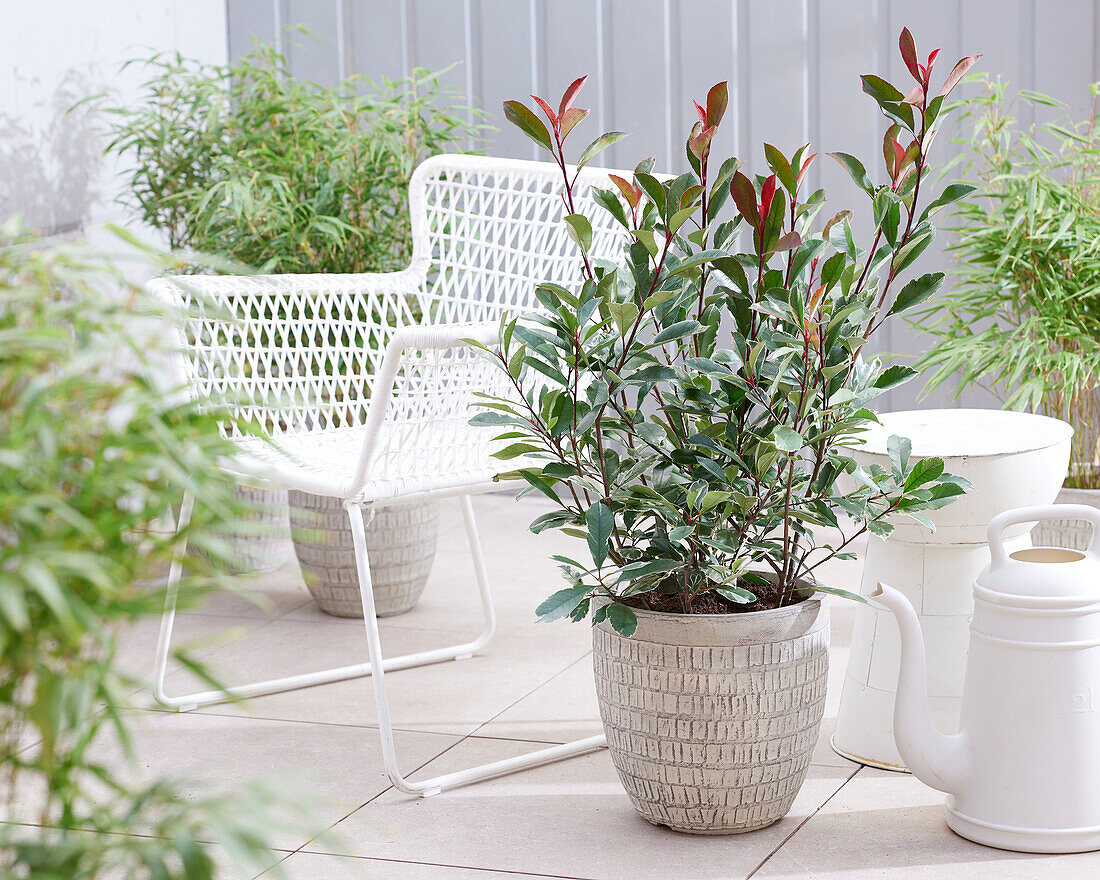 Photinia x fraseri Louise