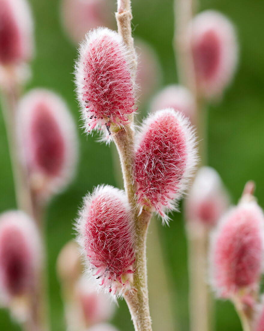 Rosa Riesen-Salweide (Salix gracilistyla) 'Mount Aso'