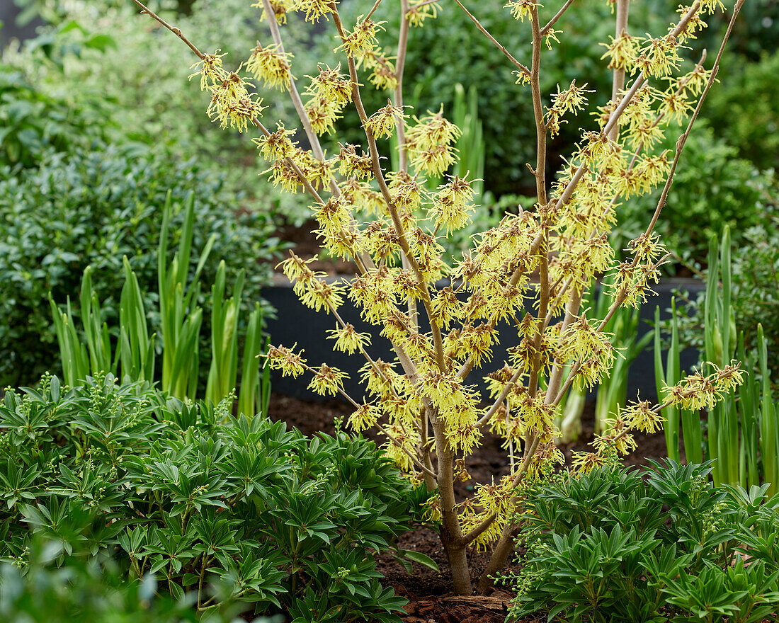 Hamamelis x intermedia Arnold Promise