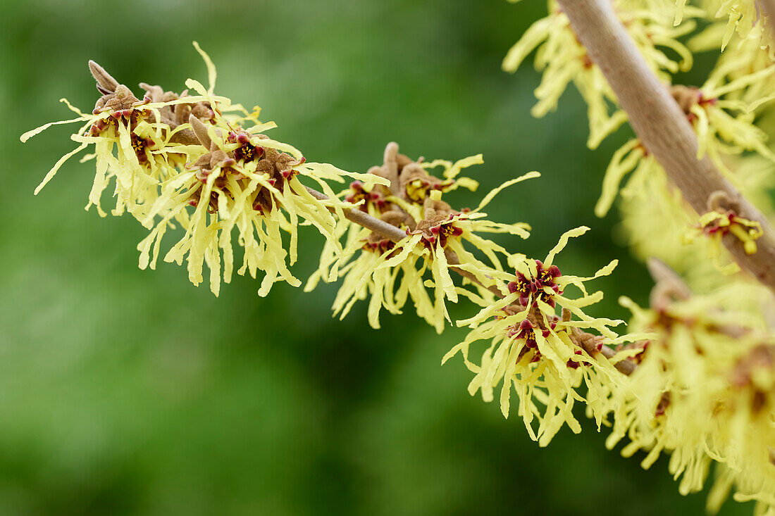 Hamamelis x intermedia Arnold Promise