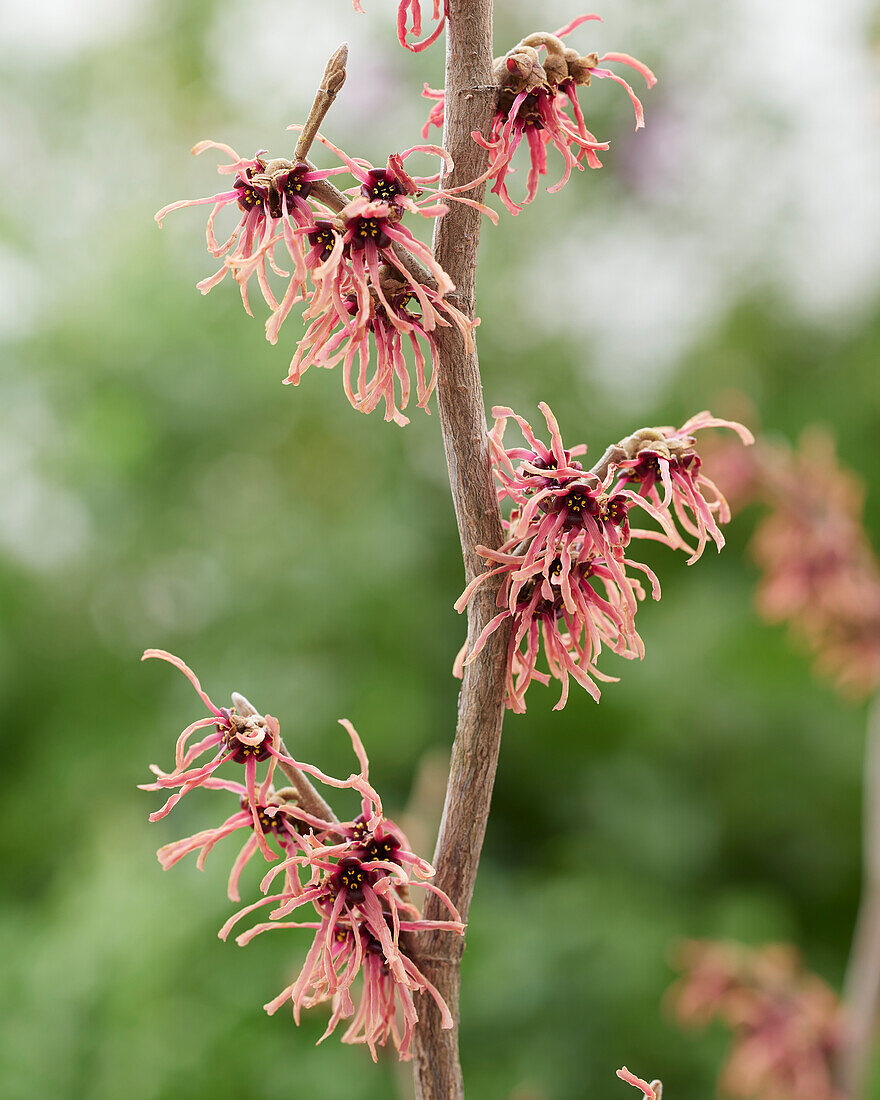 Hamamelis x intermedia Ruby Glow