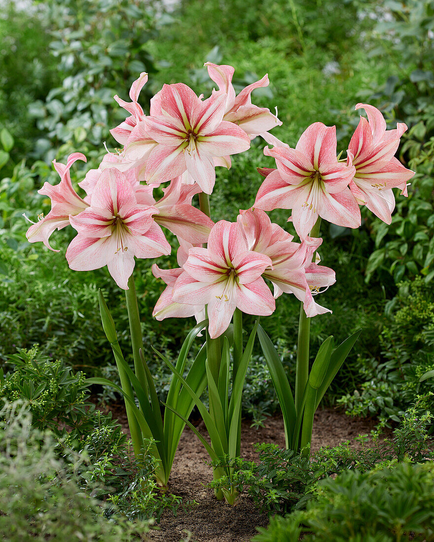 Hippeastrum River Dance