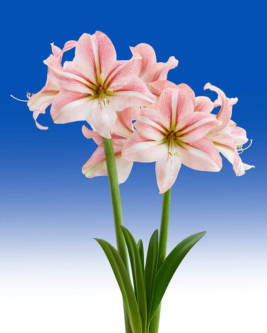 Hippeastrum River Dance