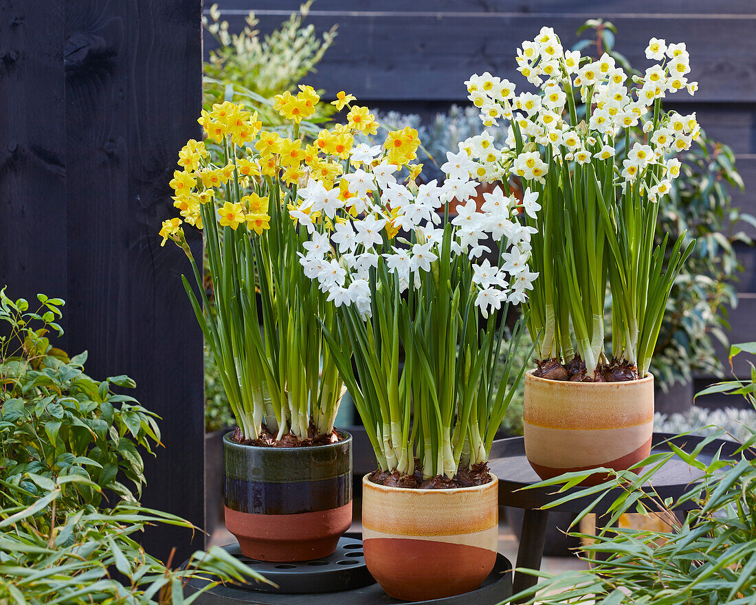 Tazetta Narcissus collection