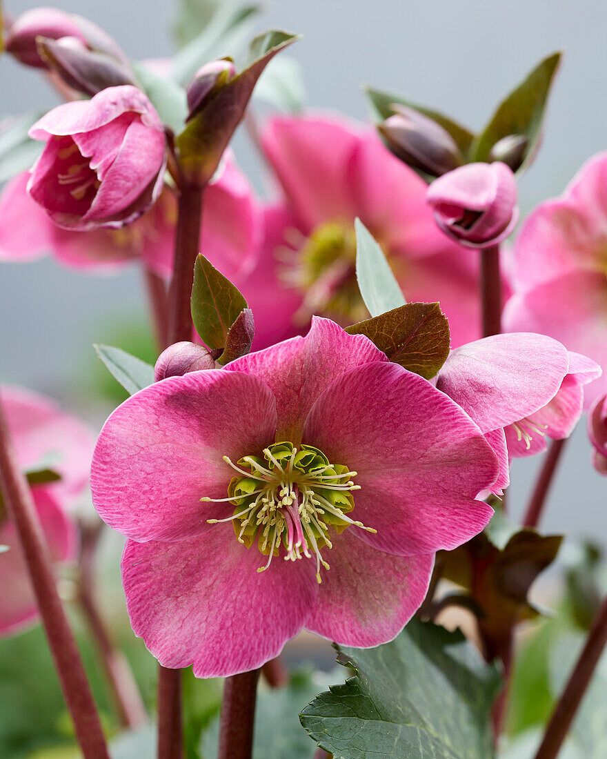 Helleborus Anna's Red