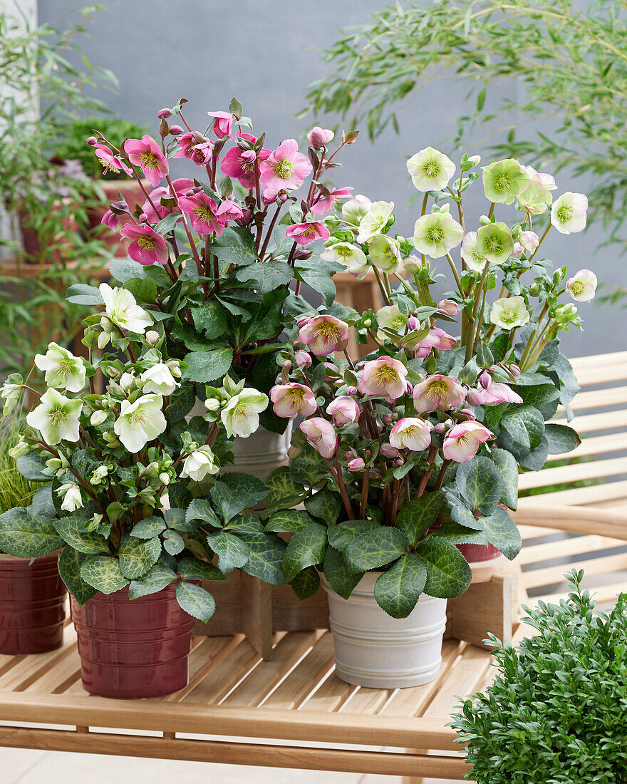 Helleborus collection