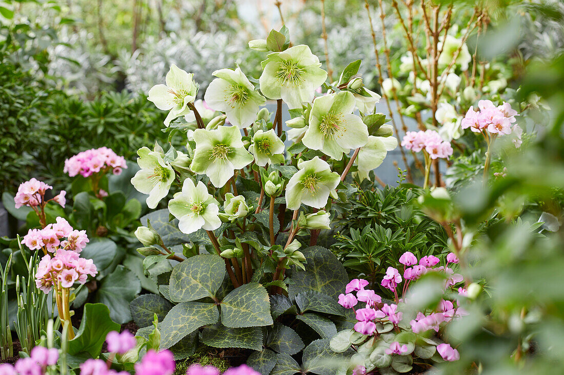 Helleborus Molly's White, Mollys White