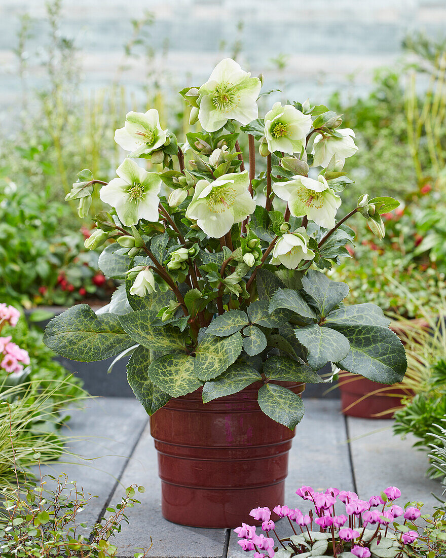 Christrose (Helleborus) 'Molly's White'