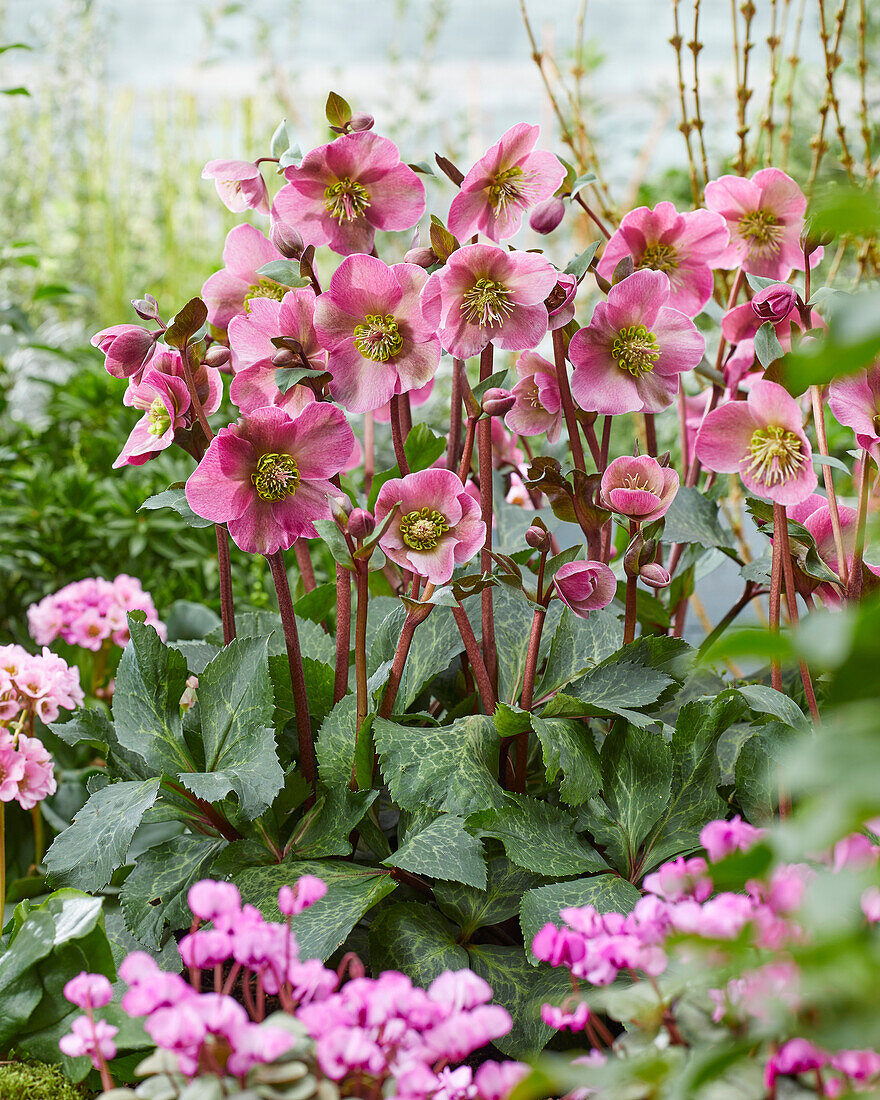 Helleborus Anna's Red, Annas Red