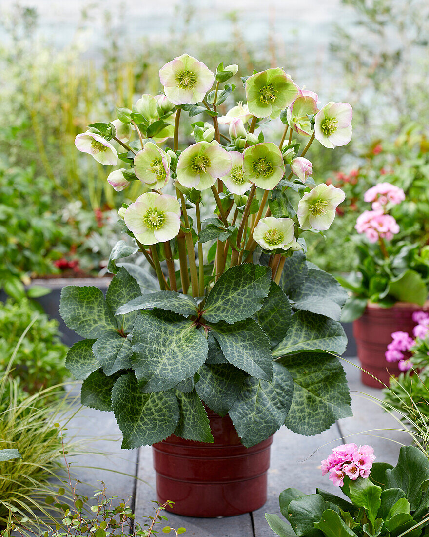 Christrose (Helleborus)