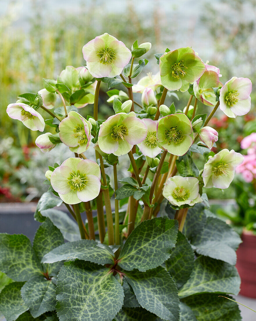 Helleborus