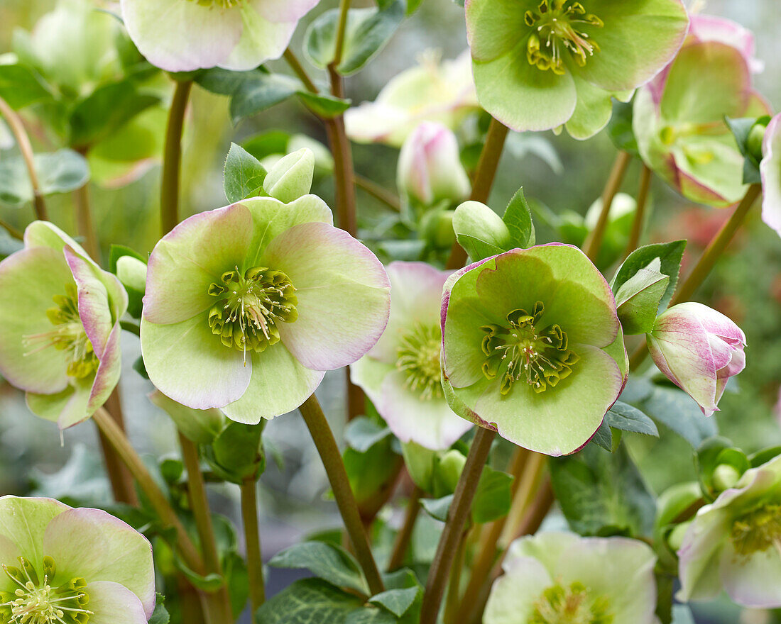 Helleborus