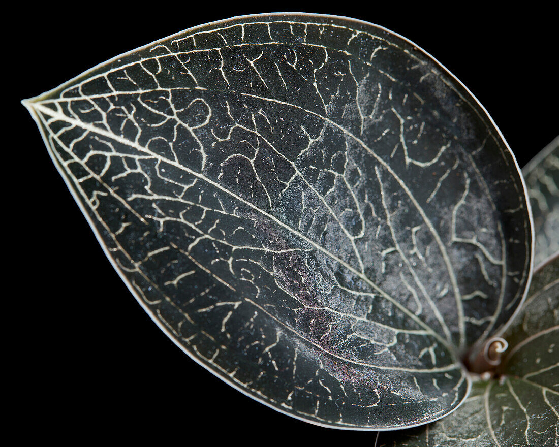 Macodes petola Onyx