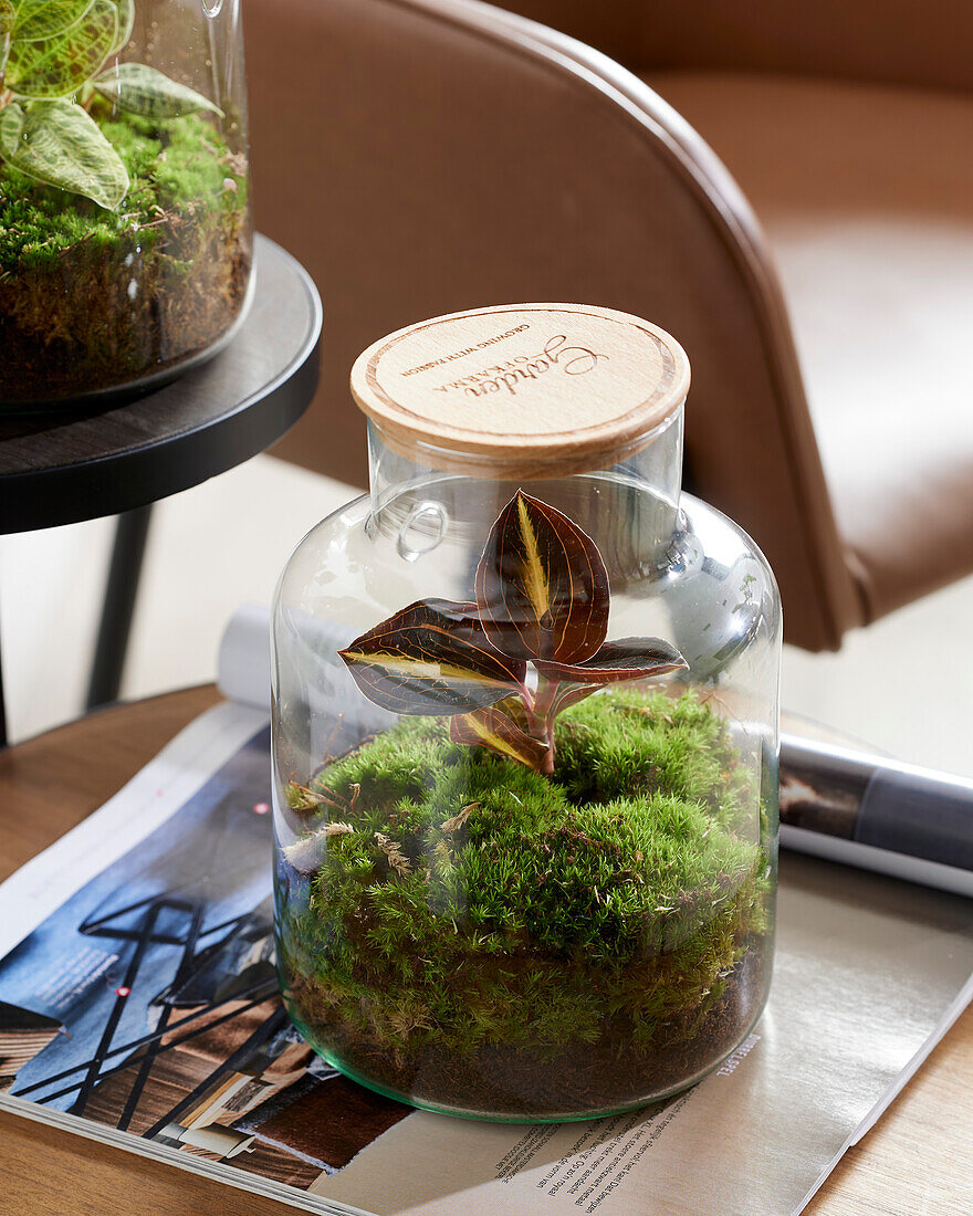 Bottle terrarium with Macodes petola Amber