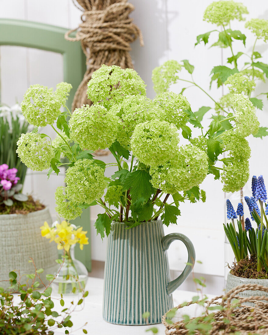 Viburnum flowers in vase