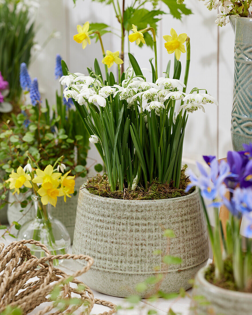 Kleines Schneeglöckchen (Galanthus nivalis) 'Florepleno'