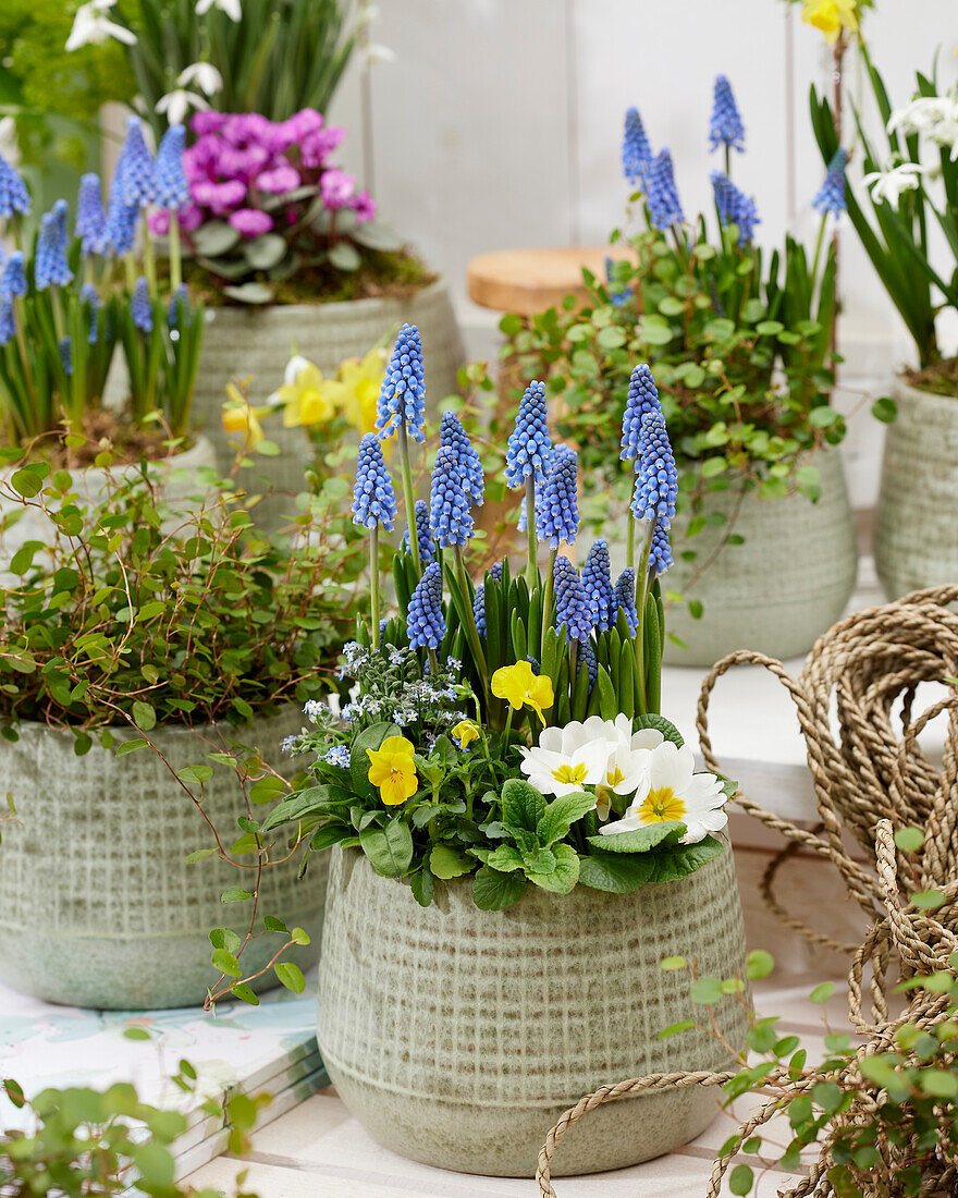 Spring flowers on pot