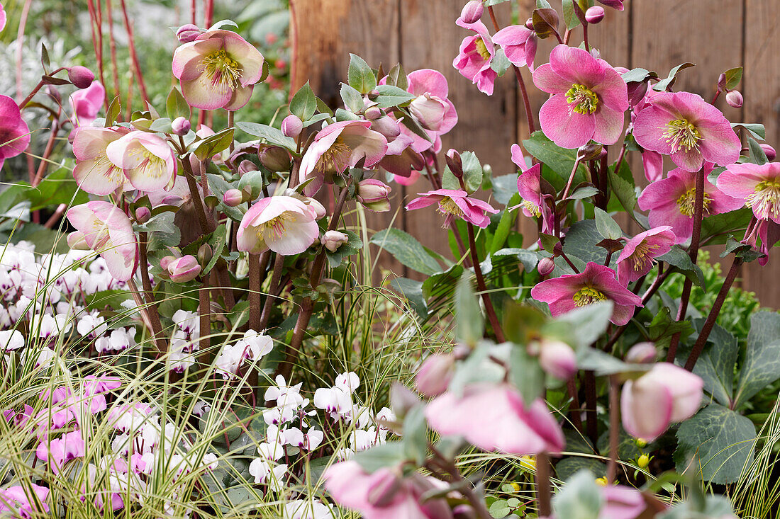 Helleborus Anna's Red, Penny's Pink - Annas Red, Pennys Pink