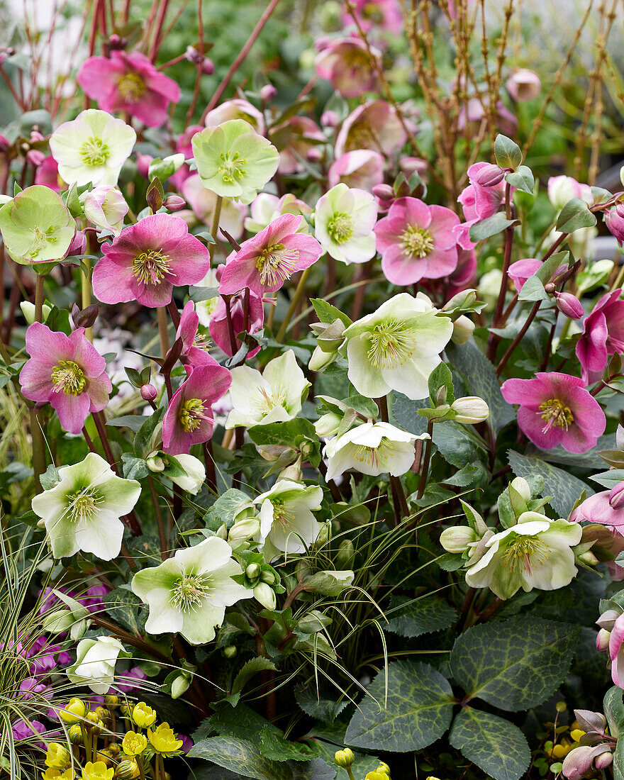 Helleborus mix