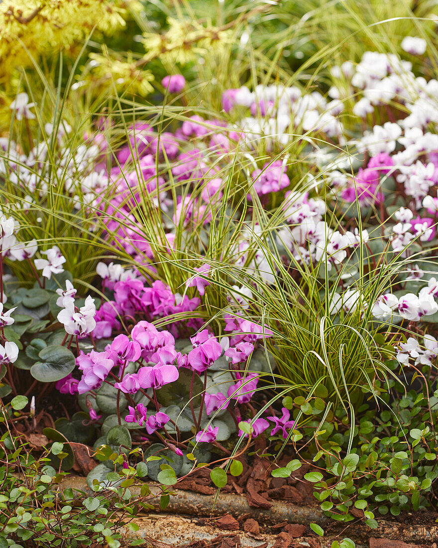 Cyclamen coum, Carex brunnea Variegata