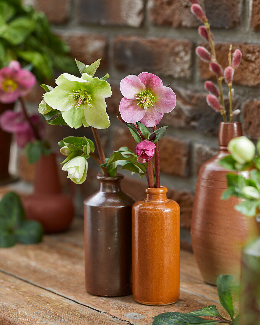 Helleborus in vases