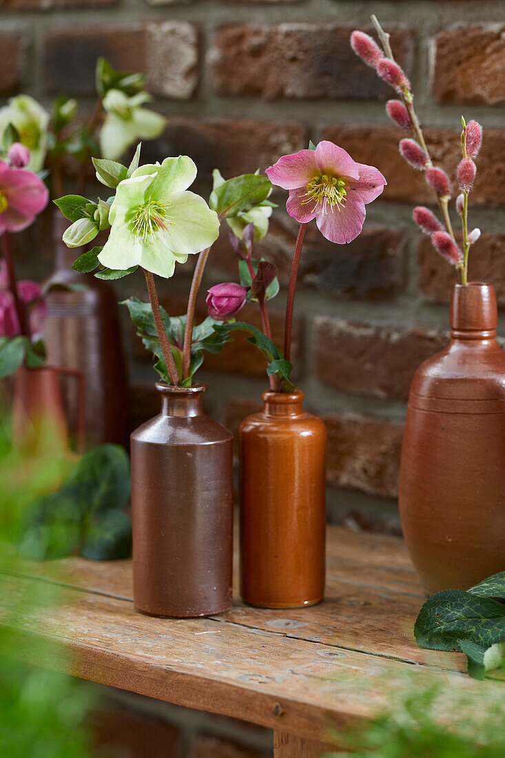 Helleborus in vases