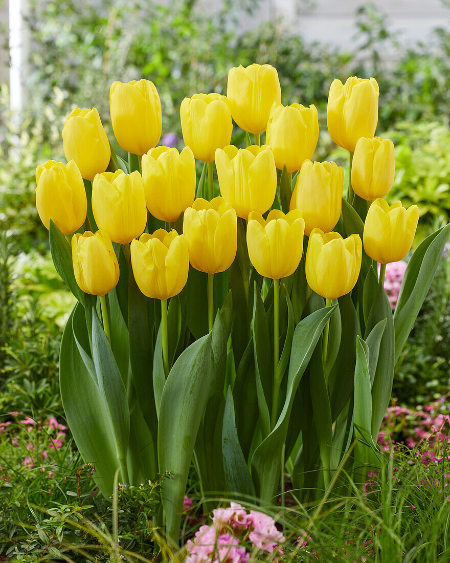 Gelbe Tulpe (Tulipa) 'Firefly'