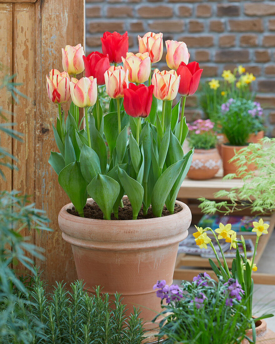 Tulipa Spryng mix