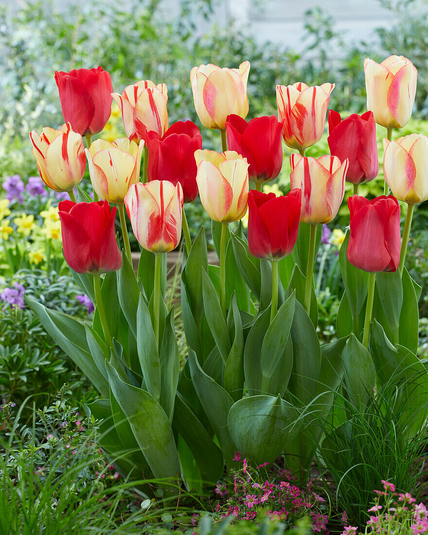 Tulpen (Tulipa) 'Spryng', Mischung