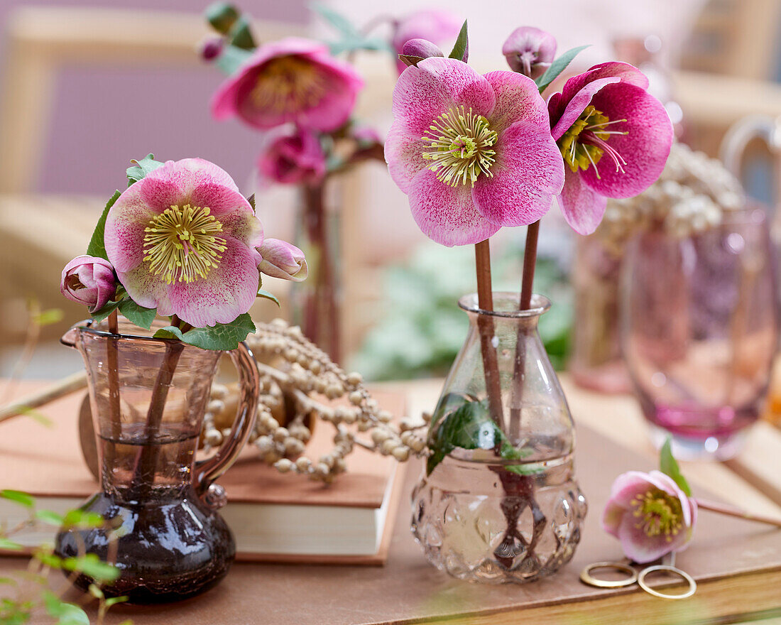 Helleborus Charmer