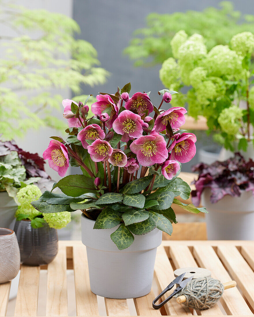 Crhistrosen (Helleborus) 'Charmer'