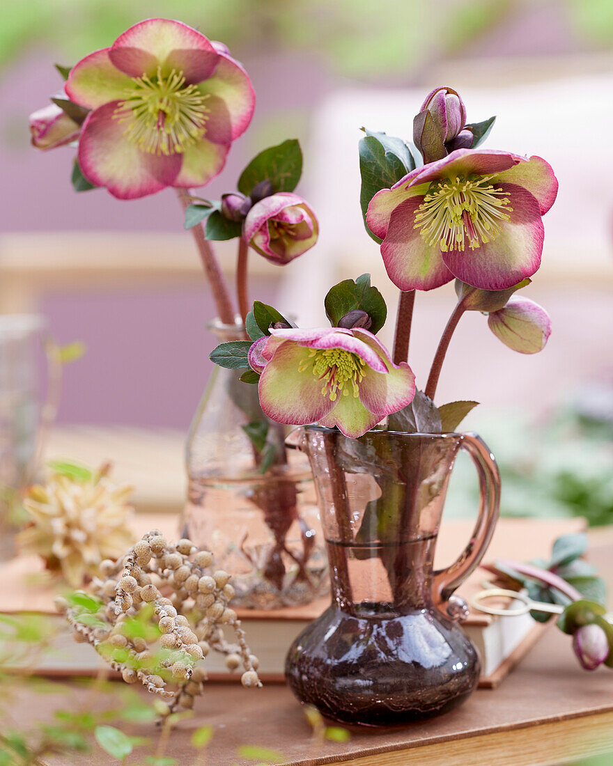 Christrosen (Helleborus) 'Dana's Dulcet'