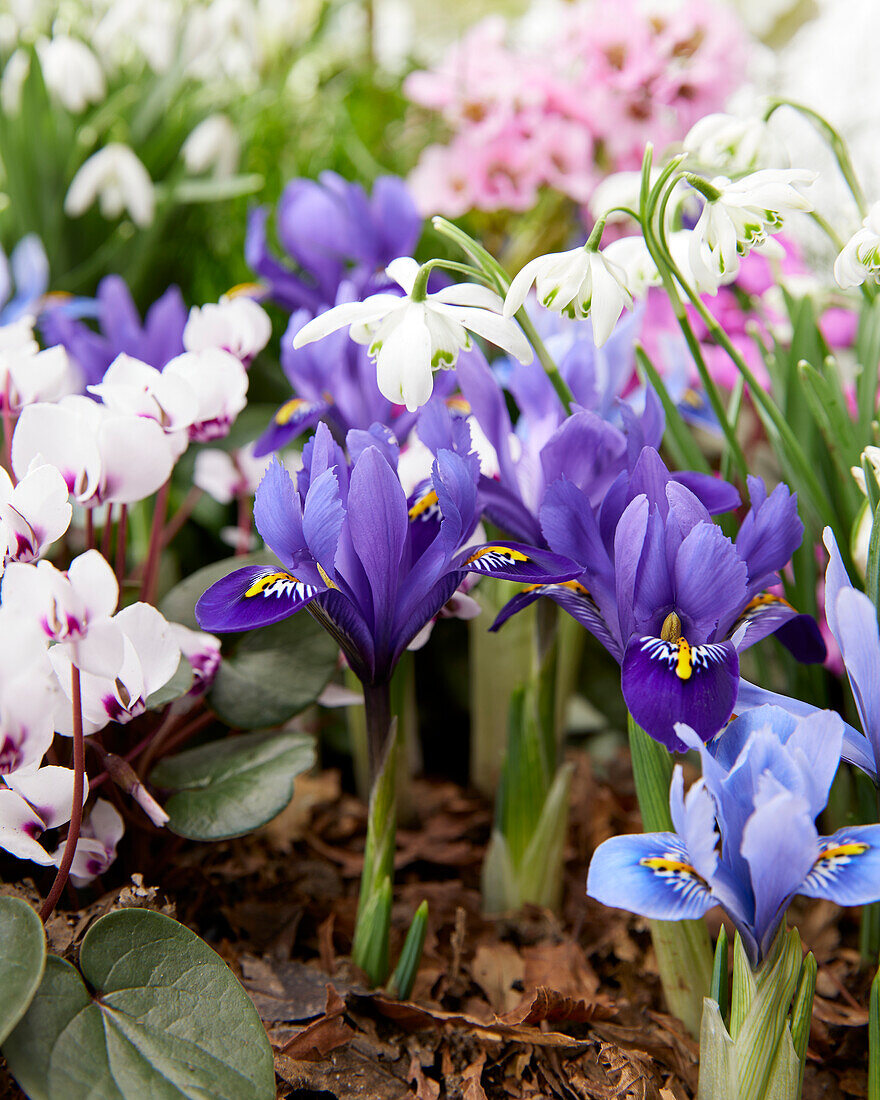 Iris reticulata Harmony