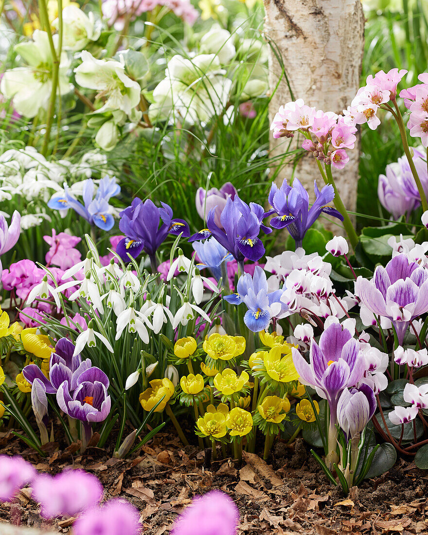 Gemischte Frühlingsblumen