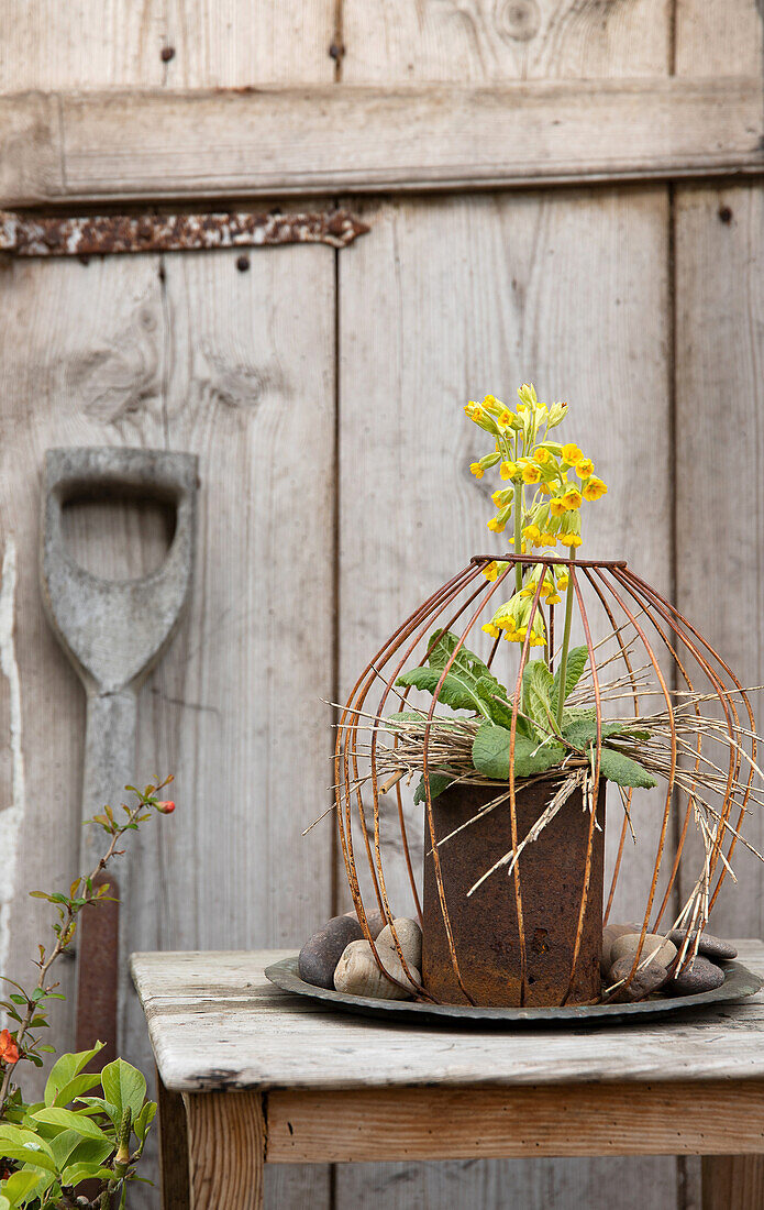 Rostige Blechdose mit Schlüsselblumen (Primula veris) im Gestell eines alten Lampenschirms