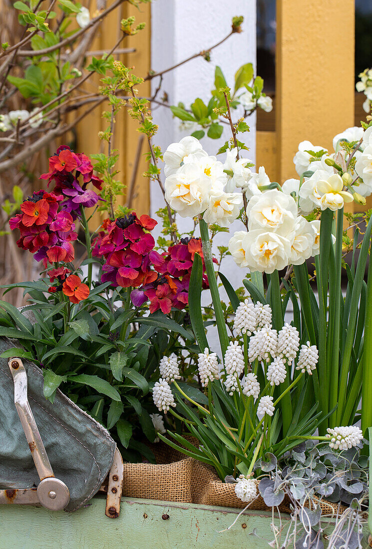 Gold lacquer (Erysimum cheiri), daffodils (Narcissus) and hyacinths (Hyacinthus) in vintage prams