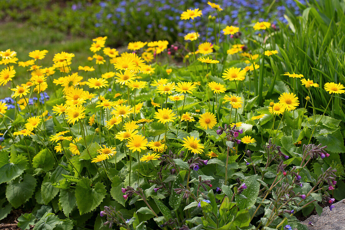 Caucasian gemswort (Doronicum orientale) in the garden