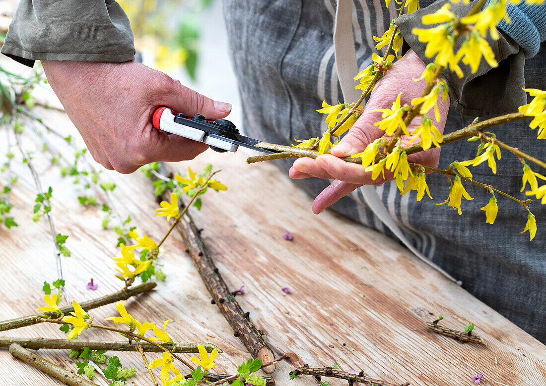 Forsythienzweige (Forsythia) schneiden