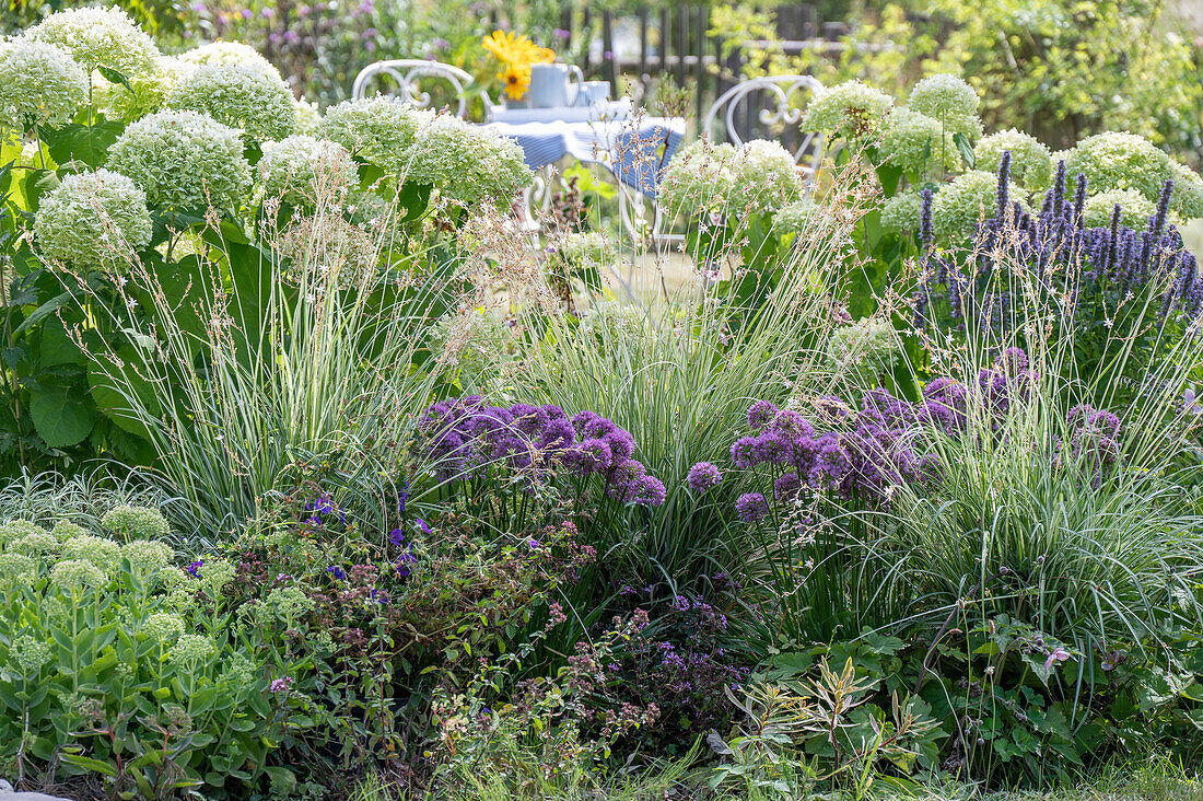 Ball hydrangea, scented nettle and ornamental leek in the garden bed